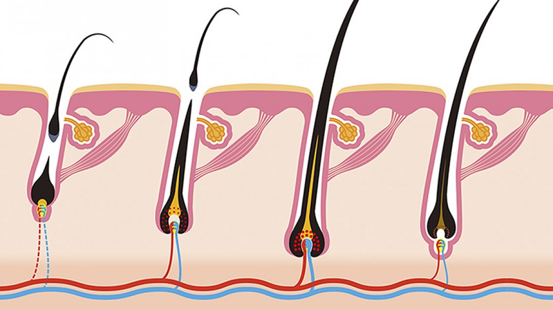 Conoscere il ciclo di vita del capello per averne cura, anche con trattamenti anticaduta