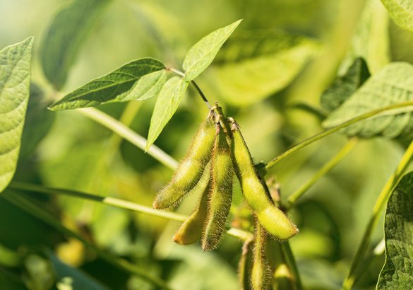 Equol: the soya molecule that combats hair loss